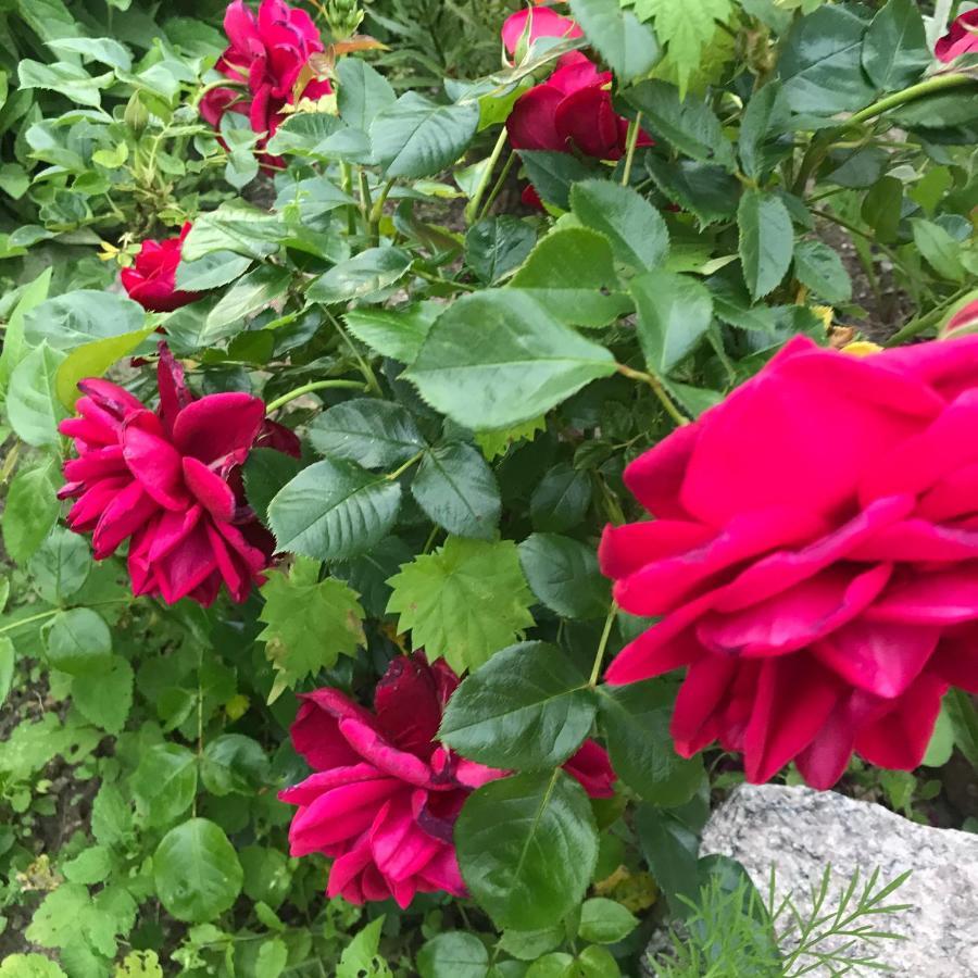 Na Mazurach. Homestay Olsztynek